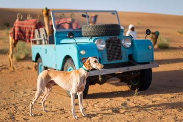 Dubai-Desert-Heritage-Bedouin-Life-Dog.jpg